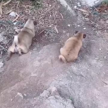 The dogs playing are so funny and cute