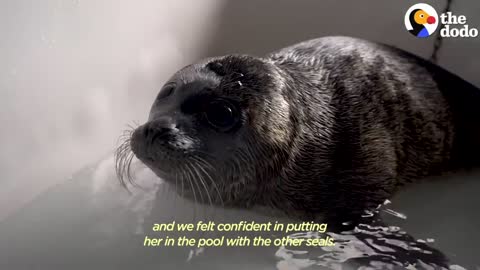 Orphaned Baby Seal Barks At Anyone Who Tries To Clean Her Bathtub | The Dodo Saving The Wild