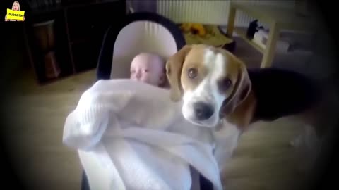 This Dog Was Left Alone With The Baby – But The Family Were Filming His Behavior