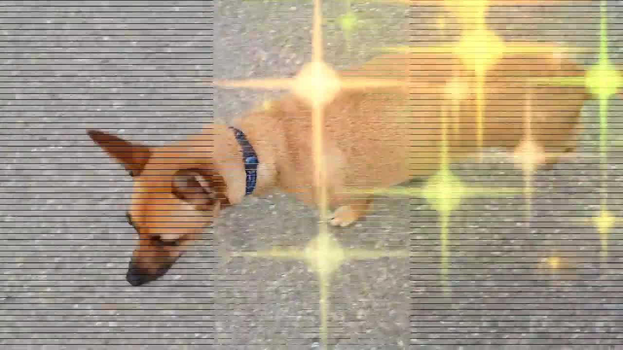 Hund draußen kurze Aufnahme 2019