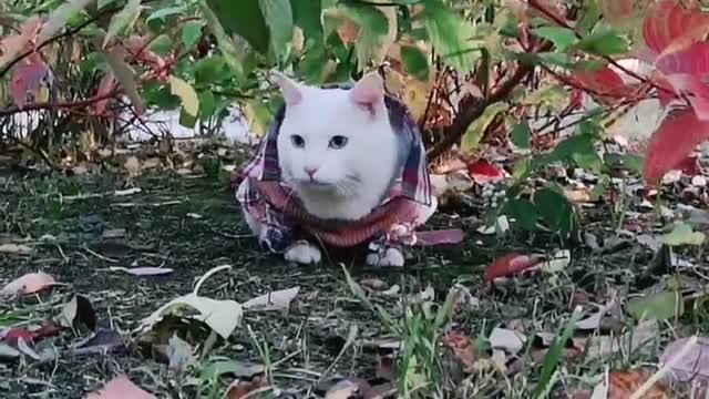 FUNNY CAT