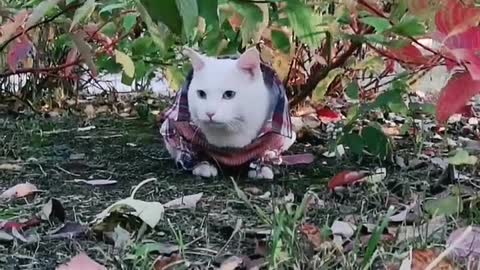 FUNNY CAT