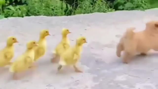 Kitten and dogs running together ..