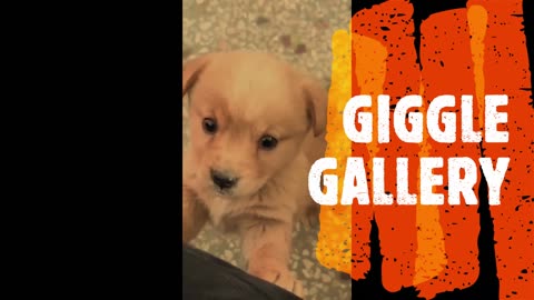 PUPPY BARKING IN CUTE MANNER!!!!!