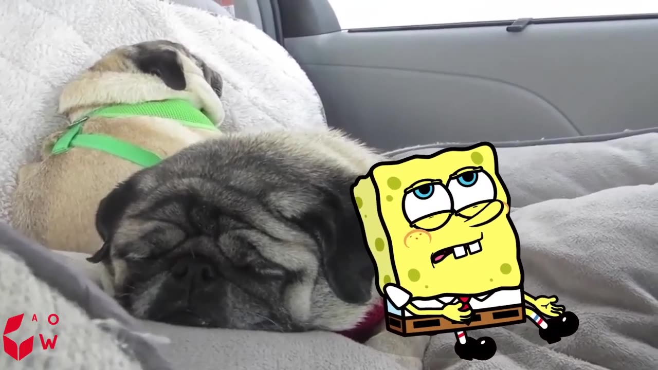 Kitten and Spongebob! Surrender!! - Funniest Cats And Dogs Videos | Spongebob in Real Life