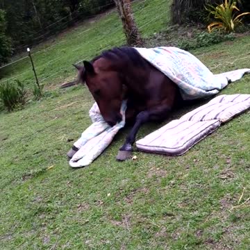 How horses go to bed