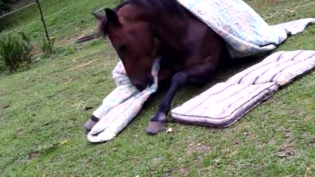 How horses go to bed