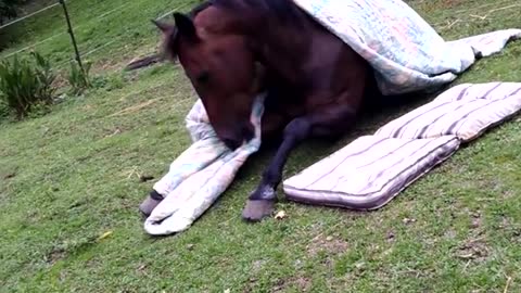 How horses go to bed