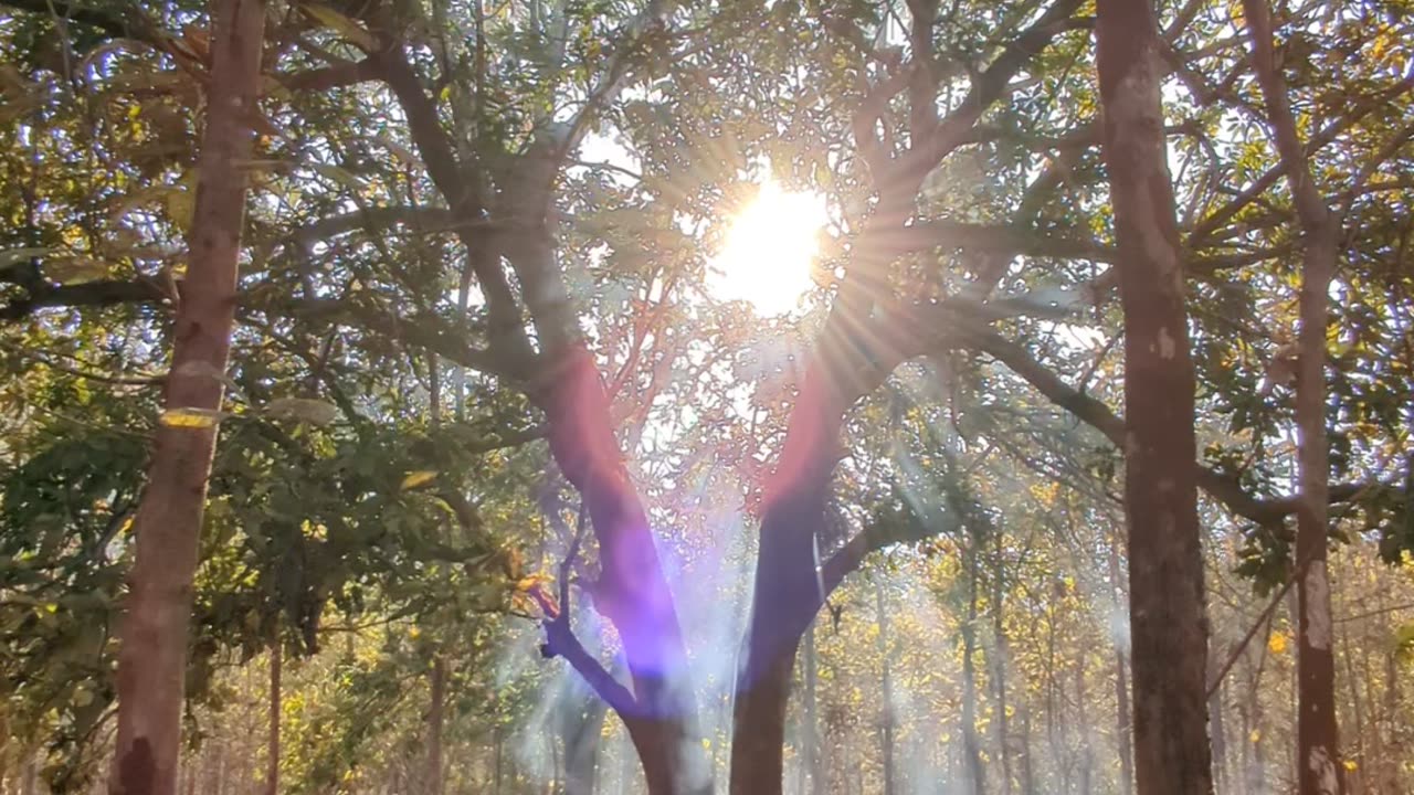 TREE IS LIFE