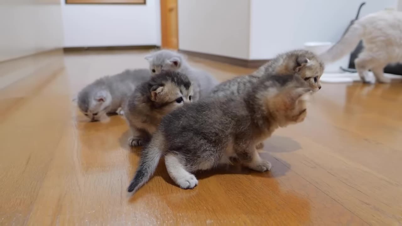 The kitten approaching the daddy cat to play with him was so cute.