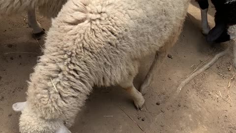 cute sheep