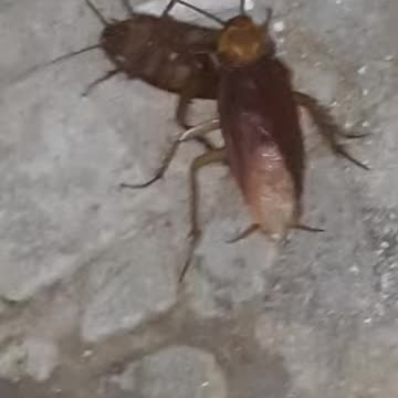 2 Cockroach