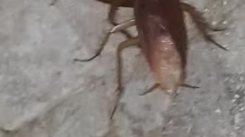 2 Cockroach