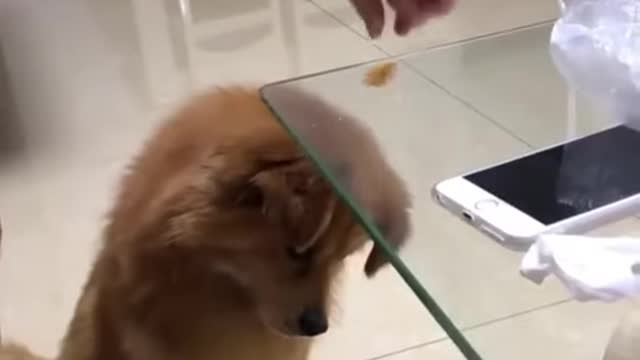 dog is looking for piece of biscuit 😂😂😂 funny dog video #short #shorts