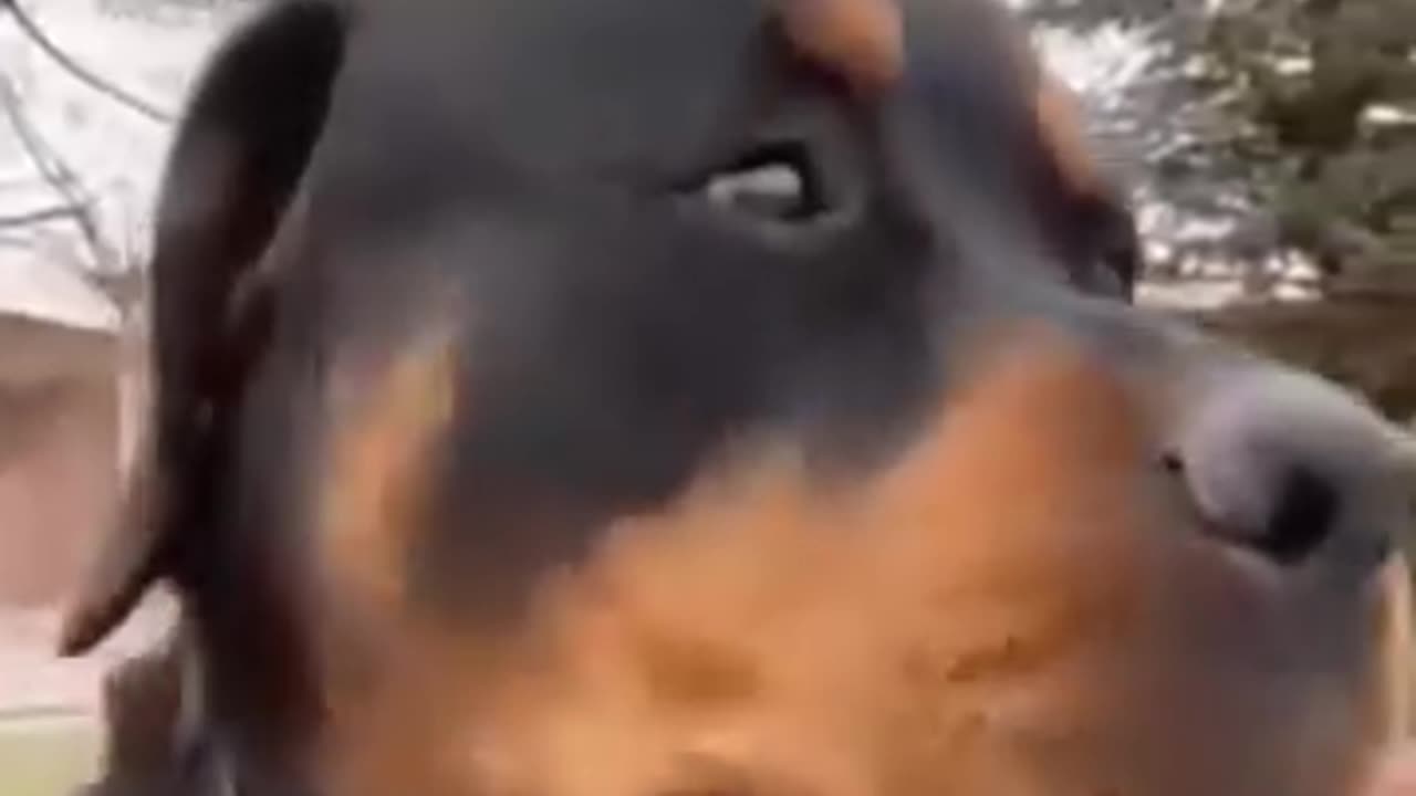 Best funny animal videos-funny cats