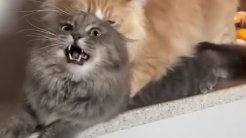 #CuteBabyAnimals #Funny #daily #Shorts #amushorts #rumble C053