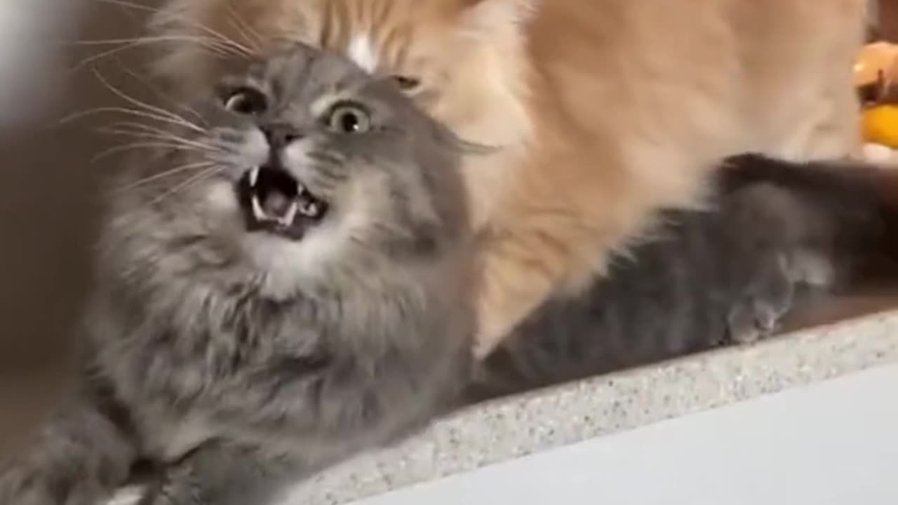 #CuteBabyAnimals #Funny #daily #Shorts #amushorts #rumble C053
