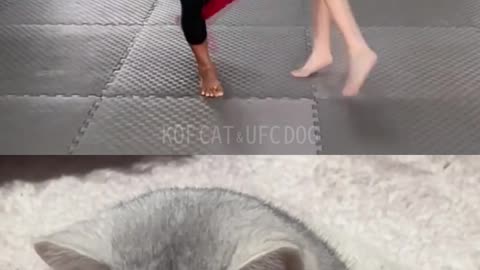 🔥Try Not To Laugh🤣 #KOFCAT #BattleCat #CatFight 😹🥊🐶 Shorts 02 🤣