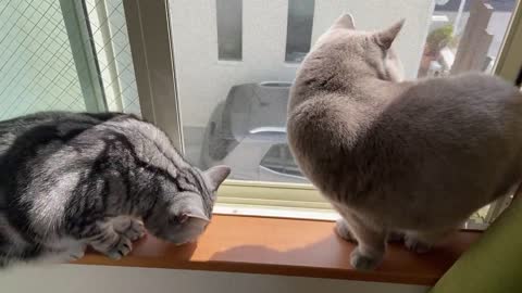 Cats and singing birds