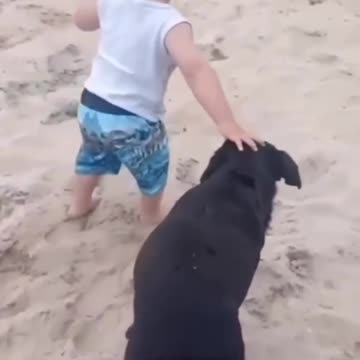 SMART Dog Helps Infant Walk!