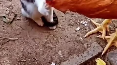 Cat vs Chicken: Watch till end to see what happens and try not to laugh 🤣🤣