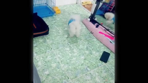 Funny and Cute Dog Reaction to Playing Toy