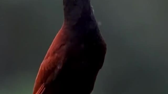 wildlife from costa Rica