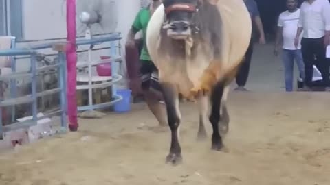 FATHER __ MOST BIGGEST KANKAREJ OX OF WEST