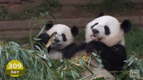 The First Year of Mei Lun and Mei Huan