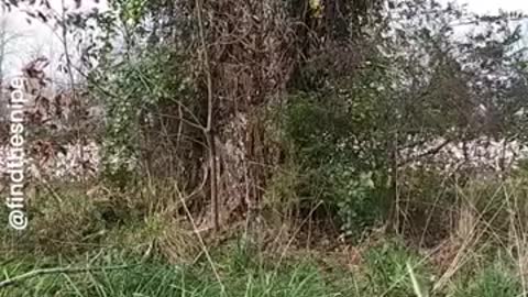 Can You Spot The Sniper