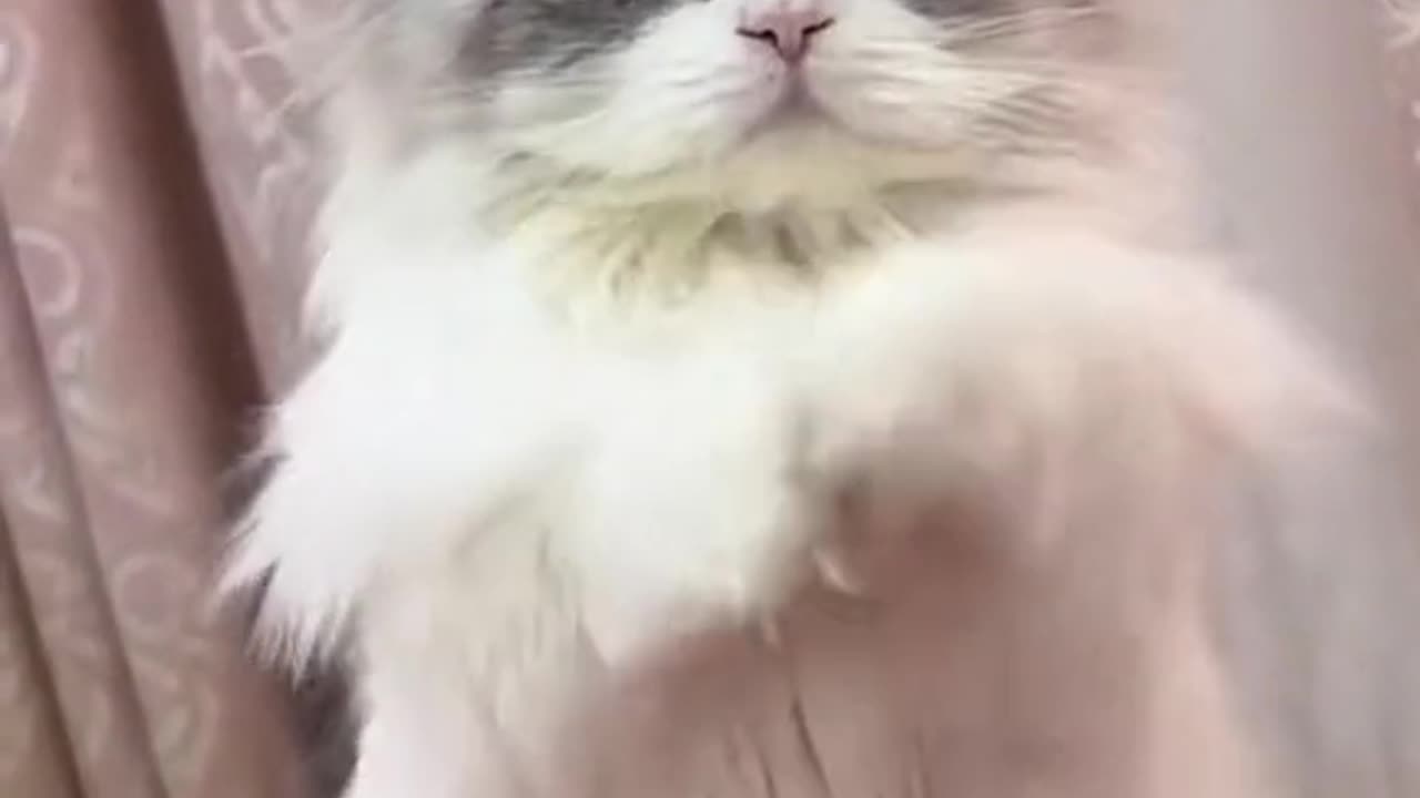 Cute kitten Dance😍 for Zinger🍔/Dont laugh challenge😛😁😂