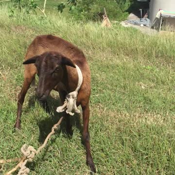 FARM ANIMAL DEM LIKE PEOPLE