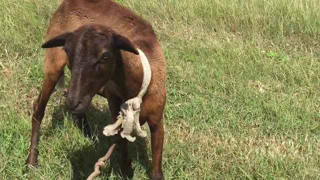 FARM ANIMAL DEM LIKE PEOPLE