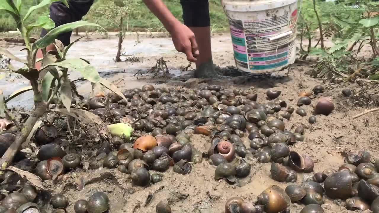 Wow amazing ! a lot of ducks eggs catch by skill hand fisherman & Catch with snails today