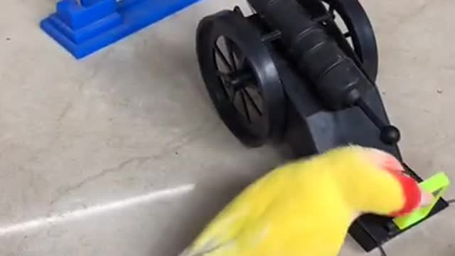 smart parrot training 🍁 parrot talking