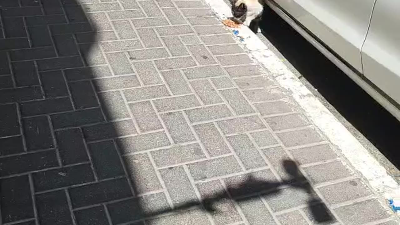 Series1: Jerusalem cats Day11 (Vid1/2)