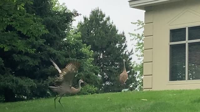 Sandhill Crane Plays with Stick