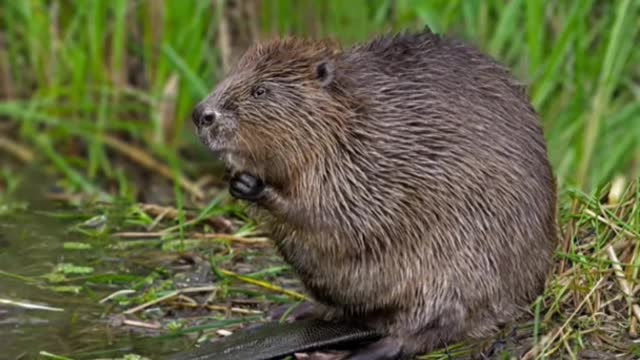 Cute Animals That Are Actually Deadly