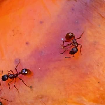 Ants on a spoilt apple