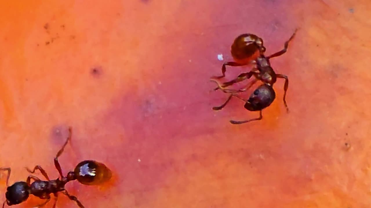 Ants on a spoilt apple