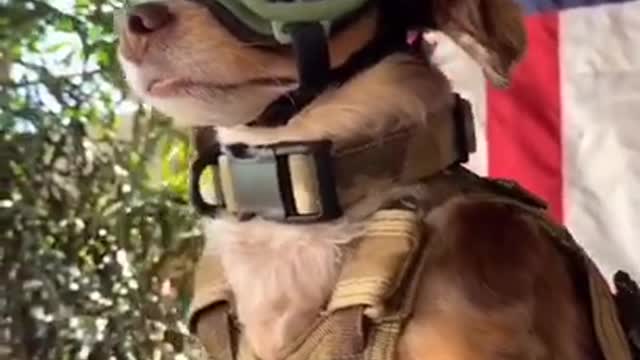 All The Way Up 🐺 - Best Funny Dogs Videos 2021 😂 shorts