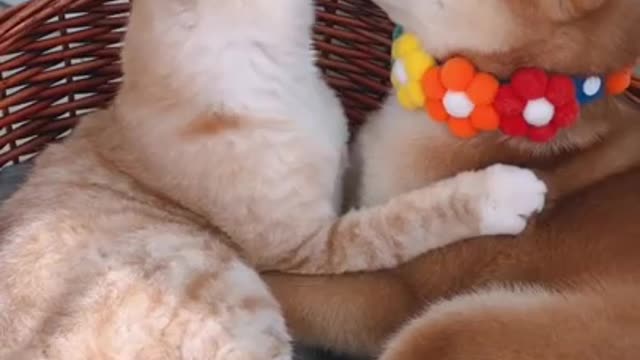 Precious kitten lovingly gives kisses to puppy best friend