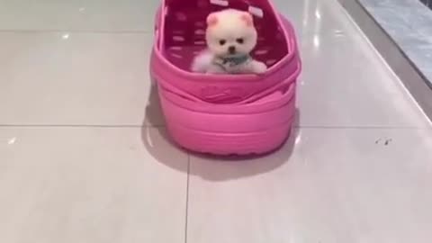 Cute and adorable 😍 💕 baby dogs Videos cutest moment of the dogs - Cutest Puppies