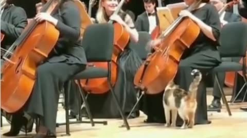 Kitty came to a symphony concert