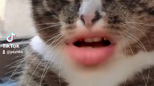 Funny cats / funny video cats. #shorts