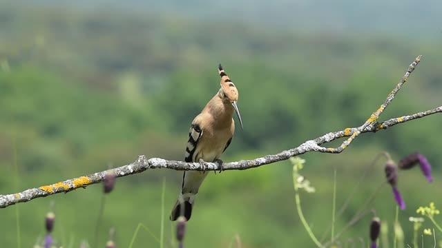 Cute bird caught loose in the wild