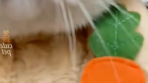 Animal video funny cat & dog 🐕 😺🐈