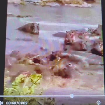 Huge miscalculation by the crocodile 😱😱