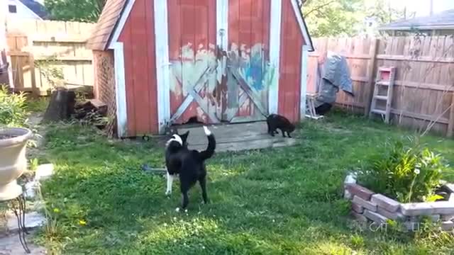 Funny Cats and Dogs Compilation 2021