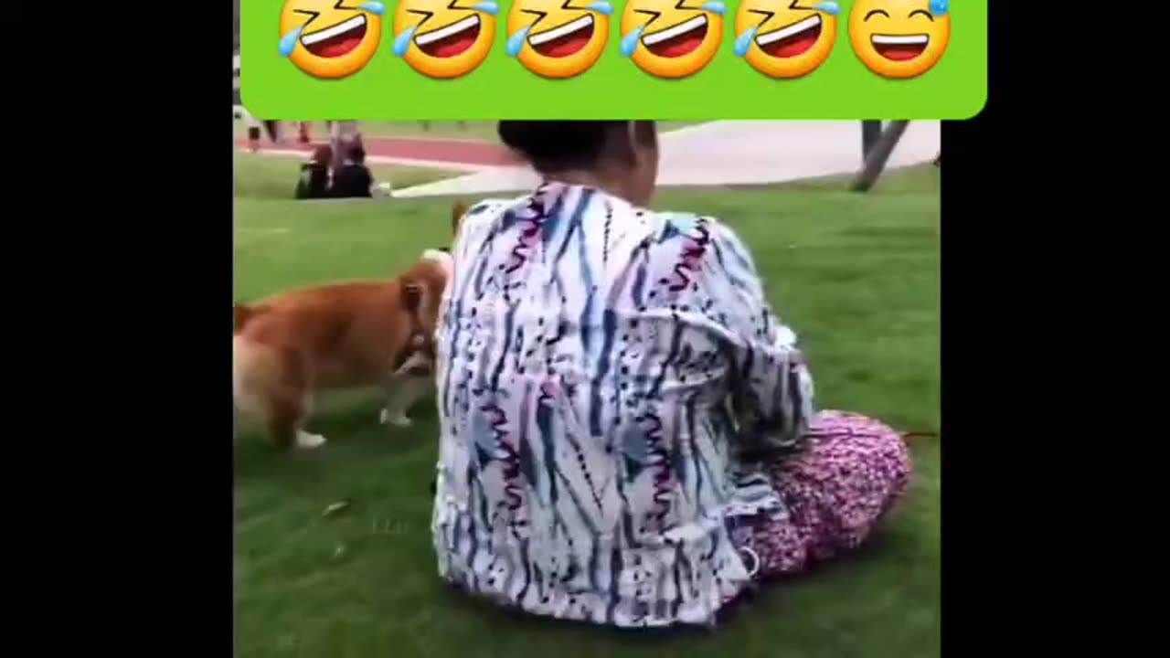 How the dog behaved with its owner is one of the funny scenes